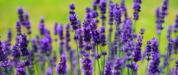 Aromatherapie – wie Düfte auf uns wirken Aromatherapie – wie Düfte auf uns wirken